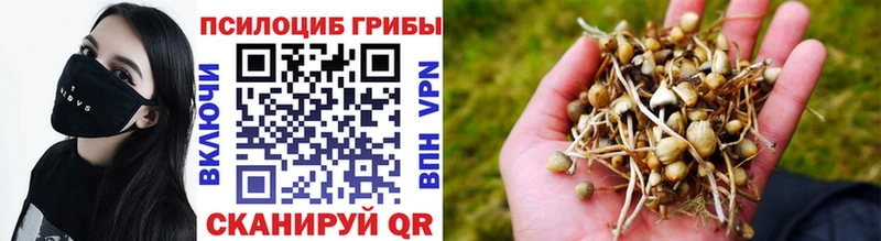 Галлюциногенные грибы Psilocybe Сортавала